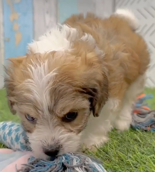 cream and white cavachon puppy